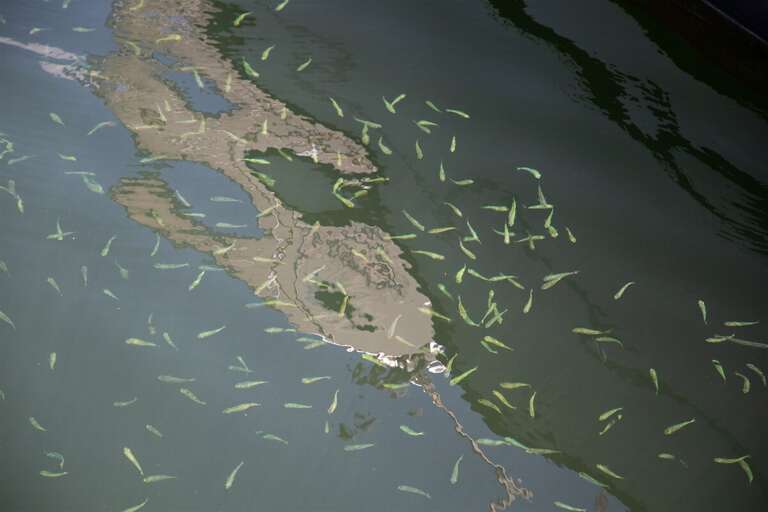 Tiny treasures washed ashore, dancing in the sands of the sea`s embrace.